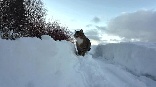 Lustiges Video von einer kleinen dicken Katzen die durch den  hohen Schnee l&auml;uft