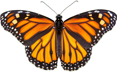 Naklejka premium Close up of a monarch butterfly with vibrant orange and black wings isolated on transparent background