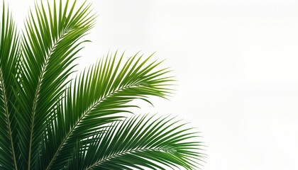 Obraz premium Tropical palm leaves corner isolated on white background. Vivid green leaves create rich, vibrant image ideal for summer decor projects tropical plant illustrations. Tropical foliage design for