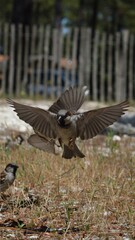 Flying birds