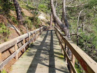 wooden bridge in the forest
