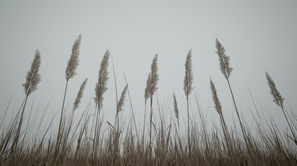 Obraz premium Reeds swaying in foggy field, nature background