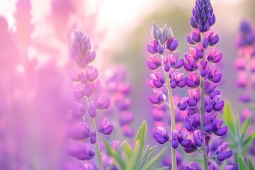 Obraz premium Lupins in bloom by the lake on a sunny spring day at Tekapo, New Zealand