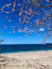 Costa Rican beach and pink blossoms