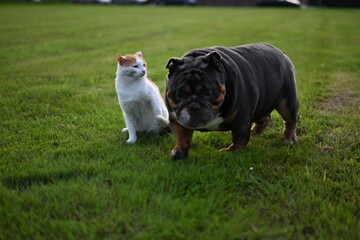 Cat and dog together. can and dog friends. English bulldog with red cat.