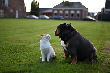 Cat and dog together. can and dog friends. English bulldog with red cat.