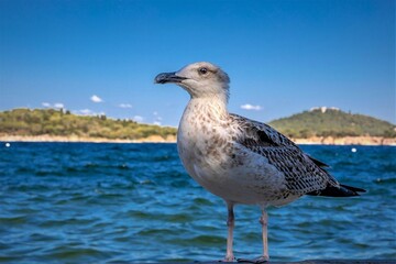 seagull on the beach
