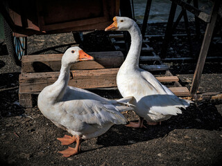 Obraz premium geese on the beach