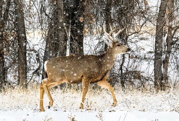 A Mule Deer with snowy antlers and ears walking down a path in the woods during a snowstorm in Colorado.