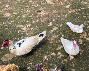 white doves in the park