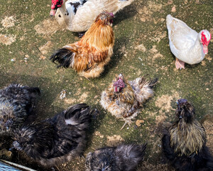 chickens in the farm