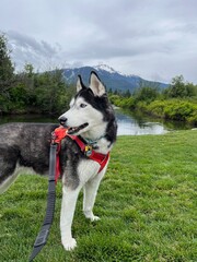 siberian husky dog