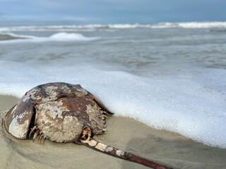 Horseshoe crab shell on the beach © Alissa