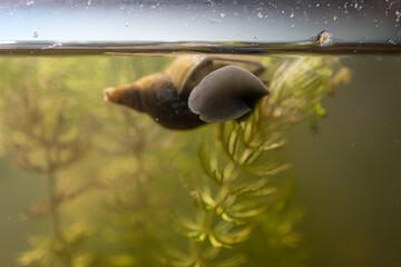 A snail with a twisted shell crawls on glass below the surface.
