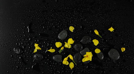 Oval stones, water drops and allamanda yellow flowers on black background, top view	