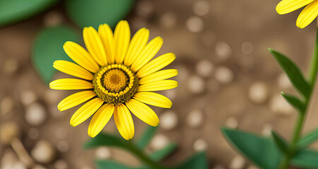 Obraz premium sunflower in the garden