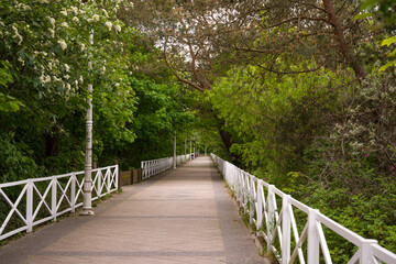 Fototapeta premium Path Through Lush Green Trees with White Railing in Dziwnów