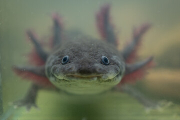 Natural colored axolotl in cloudy aquarium water.
