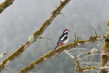 woodpecker on a branch
