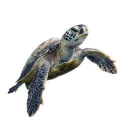Fototapete Rund Green Sea Turtle Detailed Ocean Wildlife Art dark water      © png sublimation