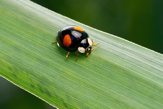 Schwarzer Asiatischer Marienk&auml;fer (Harmonia axyridis forma conspicua) auf einem gerillten gr&uuml;nen Blatt - Farbmorphe mit zwei roten Punkten in Baden-W&uuml;rttemberg, Deutschland