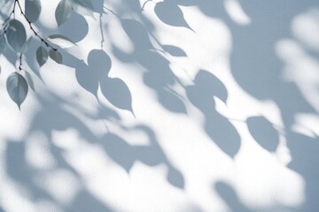 High Contrast Shadows of Tree Leaves on Textured White Wall