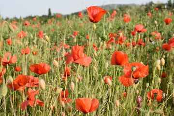 tulipani ,  rossi  , cielo , blu , prato , fiori campana 
