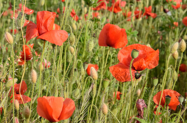 tulipani ,  rossi  , cielo , blu , prato , fiori campana 