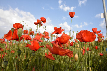 tulipani ,  rossi  , cielo , blu , prato , fiori campana 