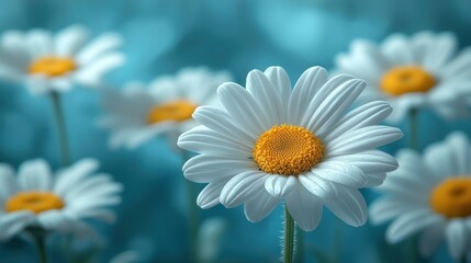Fototapeta premium White daisies blooming in a field, blue bokeh background, floral backdrop