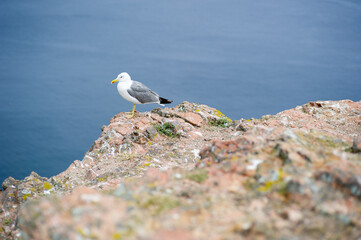 Seagull Perched on Coastal Cliff in the Berlengas Islands, Portugal