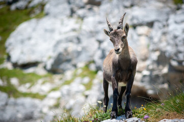 Young Ibex in the Julian Alps, Slovenia