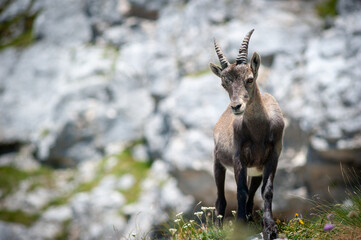 Obraz premium Young Ibex in the Julian Alps, Slovenia