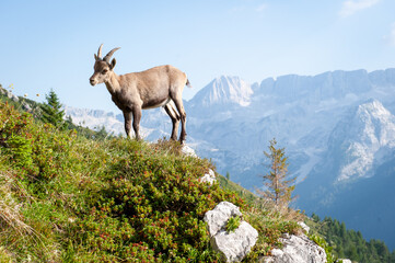 Ibex on Mountain Peak in Julian Alps, Italy