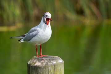 Lachmöwe (Chroicocephalus ridibundus) schreit mit weit aufgerissenem Schnabel auf einem Holzpfosten am See, ist in Mauser zum Winterkleid