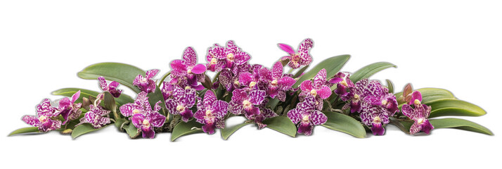 Vibrant Tropical Orchid Flowers with Intricate Patterns on White Background - Perfect for Stock Images and Creative Projects