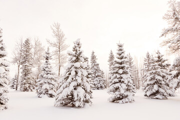 White winter wonderland in the coniferous forest with spruce and poplar trees in hoarfrost and the ground covered with snow