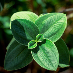 Beautiful picture of green leaves on a cross shape and a green background