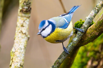 Blaumeise (blue tit) im Herbst, Winter auf einem Ast / Vogel