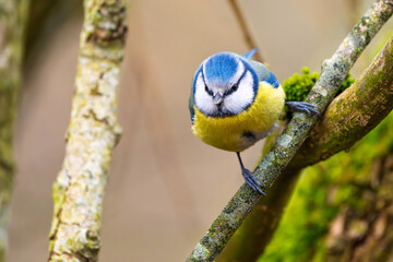 Blaumeise (blue tit) im Herbst, Winter auf einem Ast / Vogel