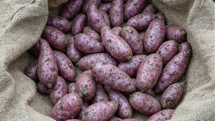 Vibrant purple potatoes on burlap sack with traces of soil