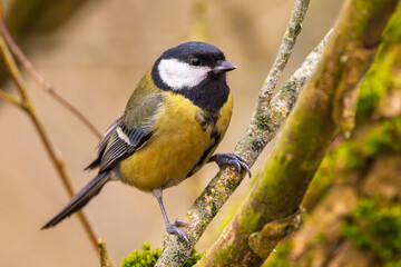 Fototapeta premium Kohlmeise im Winter auf einem Ast / Vogel