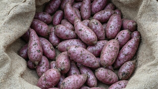 Vibrant purple potatoes on burlap sack with traces of soil