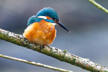 Eisvogel im Herbst, Winter auf einem Ast / Vogel / Kingfisher