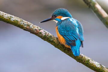 Eisvogel im Herbst, Winter auf einem Ast / Vogel / Kingfisher