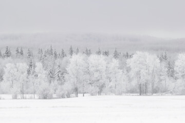 Scenic white landscape in winter frozen prairies, snowy field and line of woods on hills covered with hoarfrost