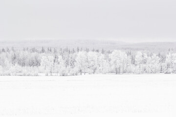 Scenic white landscape in winter frozen prairies, snowy field and line of woods on hills covered with hoarfrost