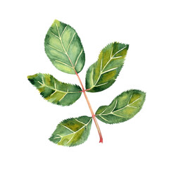 Obraz premium Watercolor green rose flower leaf. Botanical illustration of branch on isolated background. Hand drawn images for your design