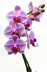 Beautiful cluster of purple orchids blooms on white background. Close up view highlights intricate details of petals, vibrant colors. Orchids in full bloom isolated, look stunning against neutral