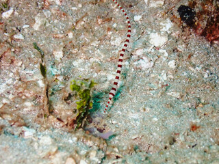 Macro shot of sea creature at Gili trawangan,Lombok